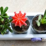 Planter Box